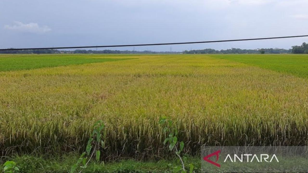 Distan Mukomuko Targetkan 3.400 Hektare Tanam Padi Musim Ini