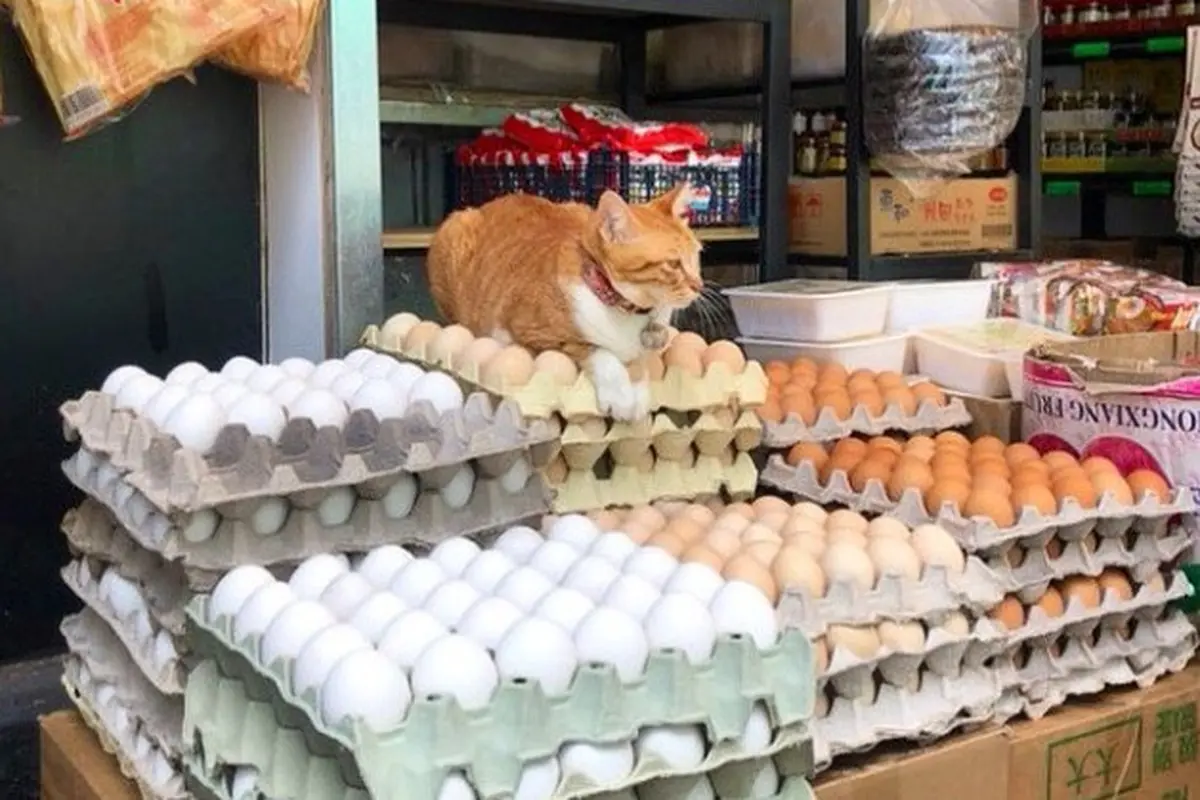 8 Potret Kucing Penjaga Toko Ini Kocak Banget