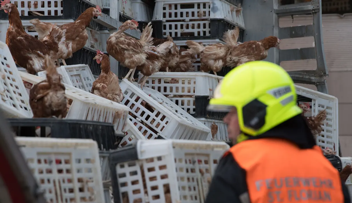 Seorang petugas damkar berdiri diantara ayam yang lepas dari truk di jalan raya A1 di Asten dekat Linz, Austria (4/7). Akibat kecelakaan truk unggas ini ratusan ayam lepas dari tempatnya. (AFP Photo/APA/FOTOKERSCHI.AT/KERSCHBAUMMAYR)