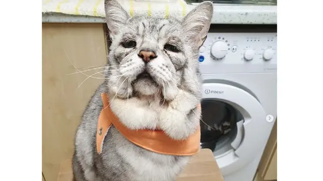 kucing