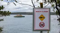 Terjadi Empat Serangan Hiu dalam 48 Jam, Otoritas New South Wales Imbau Warga Jauhi Pantai
