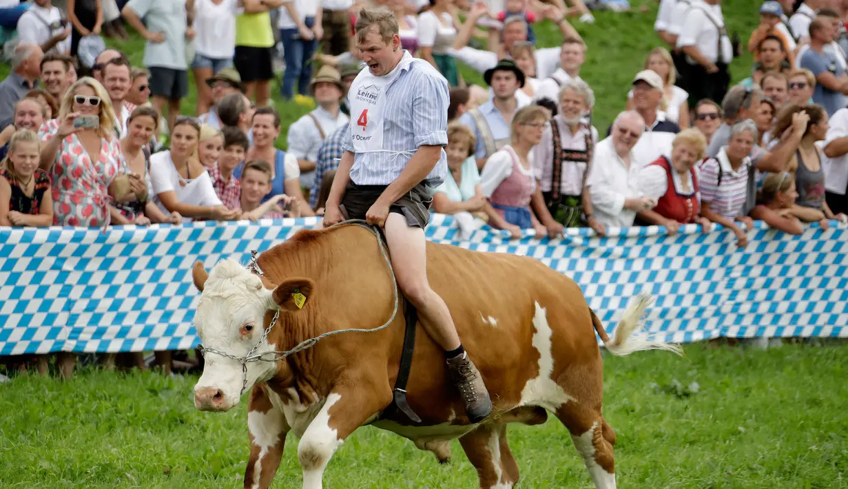 Seorang petani, Michael Winterholler menaiki sapinya bernama Bobby saat ikut ambil bagian dalam lomba balapan sapi tradisional di Desa Bavarian, dekat Danau Starnberg, Jerman, Minggu (28/8). (AP Photo/Matthias Schrader)