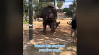 Gajah di Kebun Binatang Houston berlatih yoga. (dok. TikTok @chroncom/Dinny Mutiah)