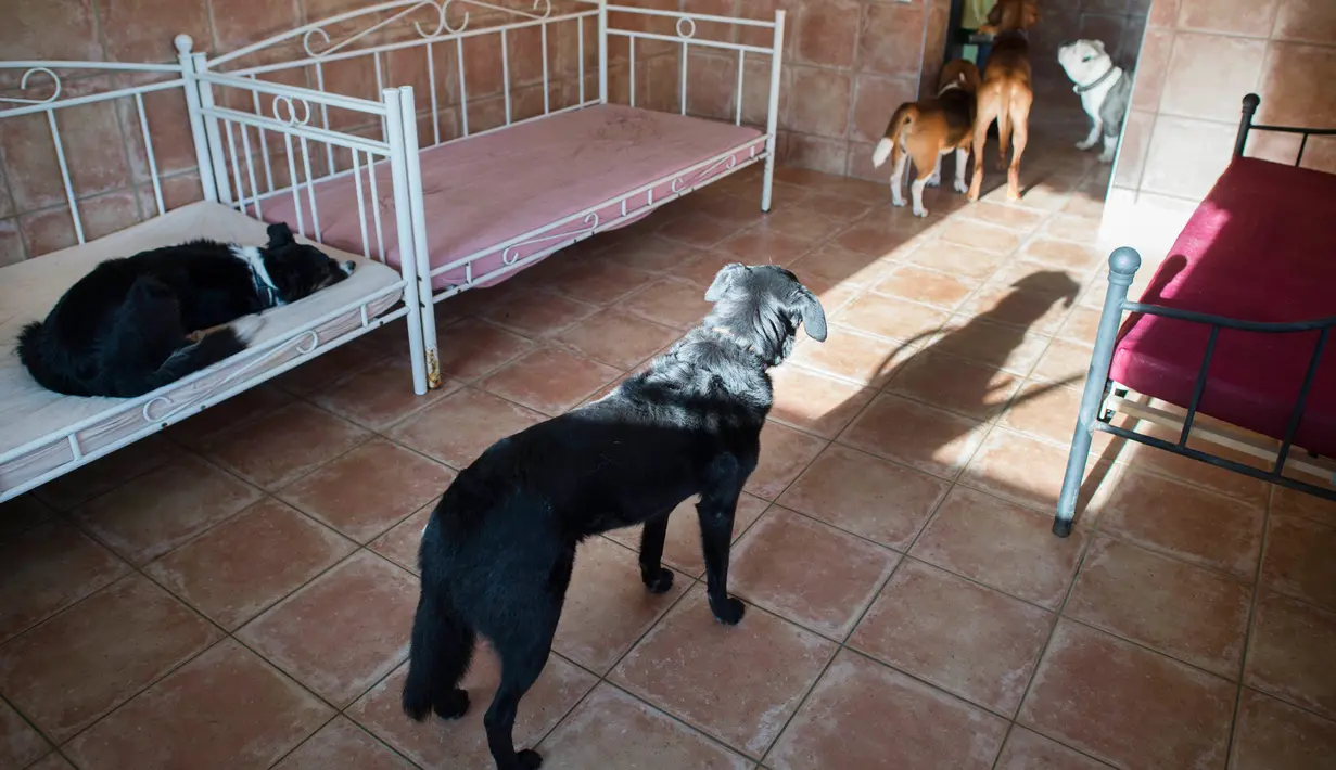 Suasana kamar yang ditempati para anjing di Dog Hotel Paradiso, Ludwigsburg, Jerman, 13 Oktober. Hotel khusus anjing peliharaan ini menyediakan berbagai fasilitas yang dapat membuat nyaman si hewan berkaki empat tersebut. (THOMAS KIENZLE/AFP)