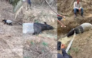Misteri Penemuan Tapir di Kebun Sawit Mesuji