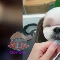 Anjing Ini Tenang Saat Potong Rambut