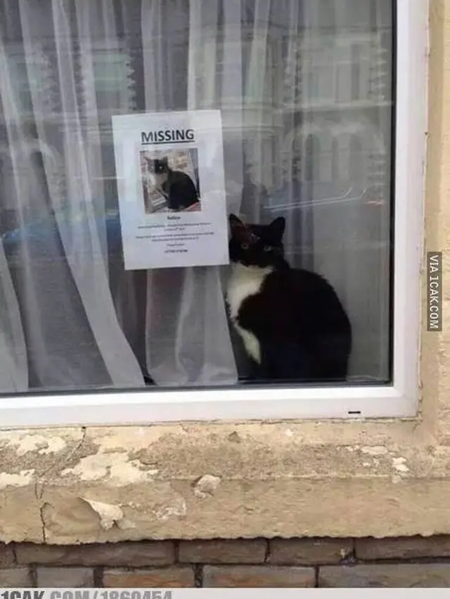 6 Pemberitahuan Kucing Hilang Ini Nyeleneh Banget, Curi Perhatian