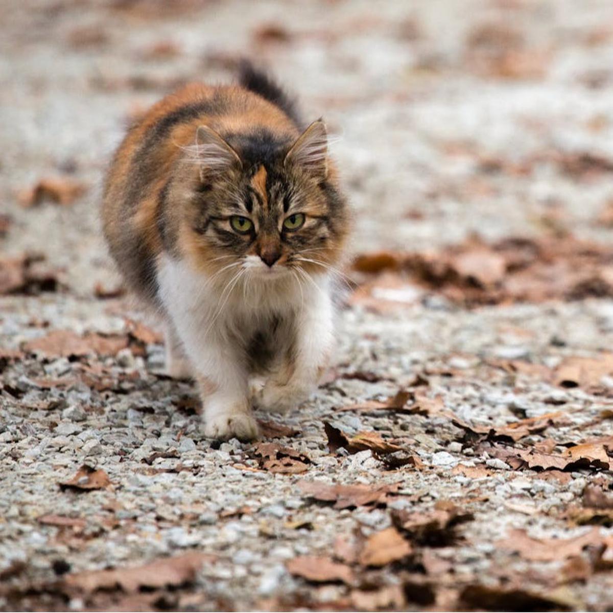 Kucing Berburu