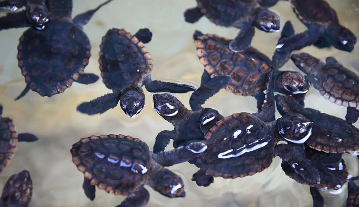 Sekitar 570 tukik (anak penyu) termasuk penyu tempayan dan penyu hijau sebelum dilepas ke Samudera Atlantik di Boca Raton, Florida (27/7). Kegiatan ini digagas oleh US Cost Guard dan LSM Gumbo-Limbo Nature Center. (Joe Raedle/Getty Images/AFP)