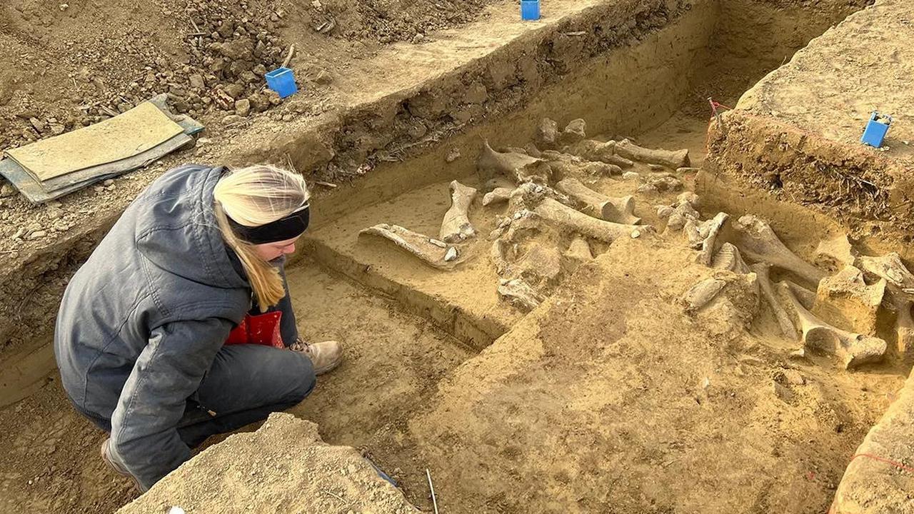 Arkeolog Temukan Fosil Mamut Berusia 25.000 Tahun, Masih Lengkap dengan Gadingnya