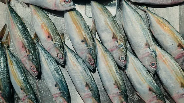 Ilustrasi ikan kembung