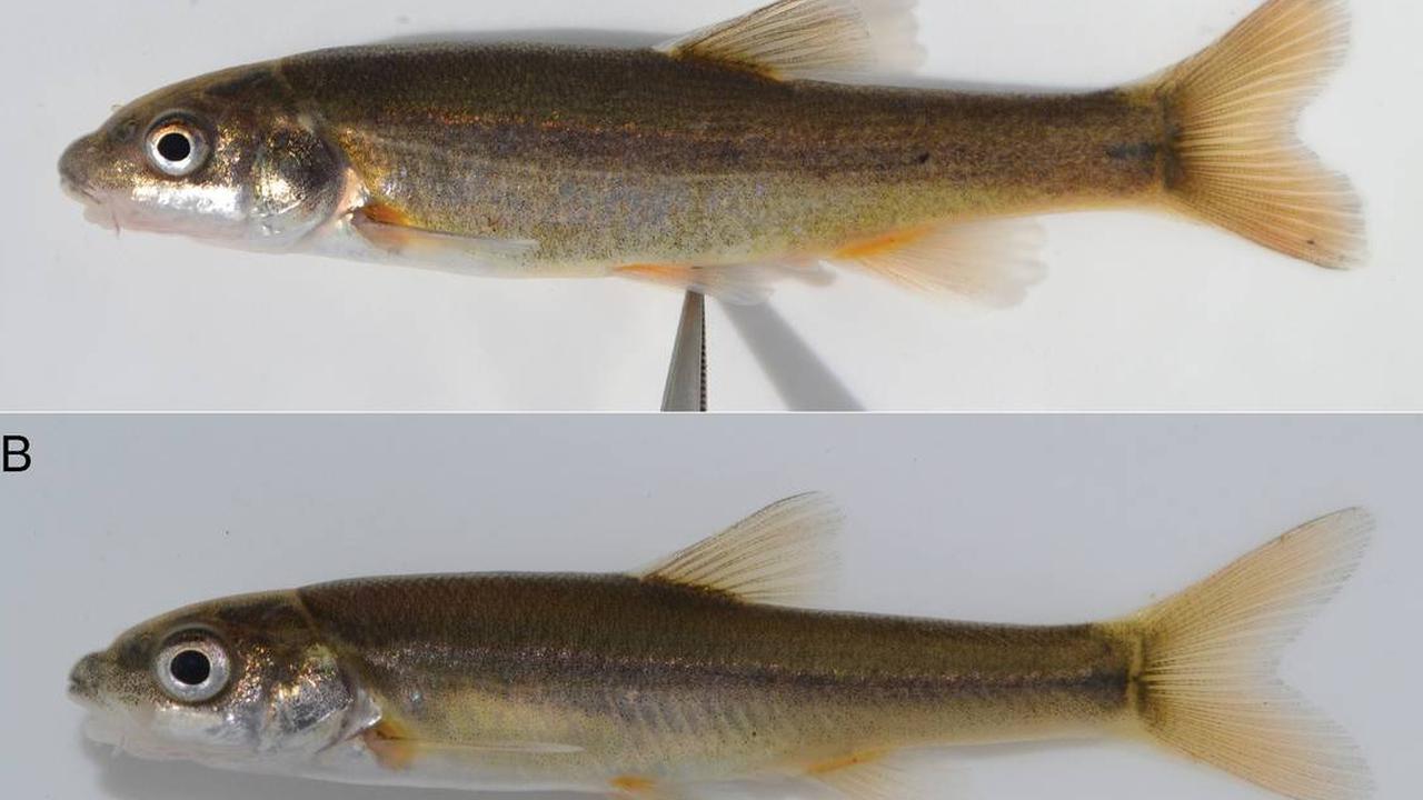redfin Umzimkhulu