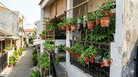 5 Ide Kebun Tomat Rampai Gantung untuk Rumah Tanpa Halaman agar Panen Melimpah