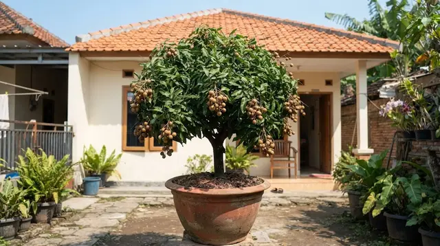 7 Cara Membuat Pohon Kelengkeng Tetap Pendek Tetapi Cepat Berbuah