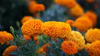 Ilustrasi tanaman bunga marigold. (dok. J K/Unsplash.com)