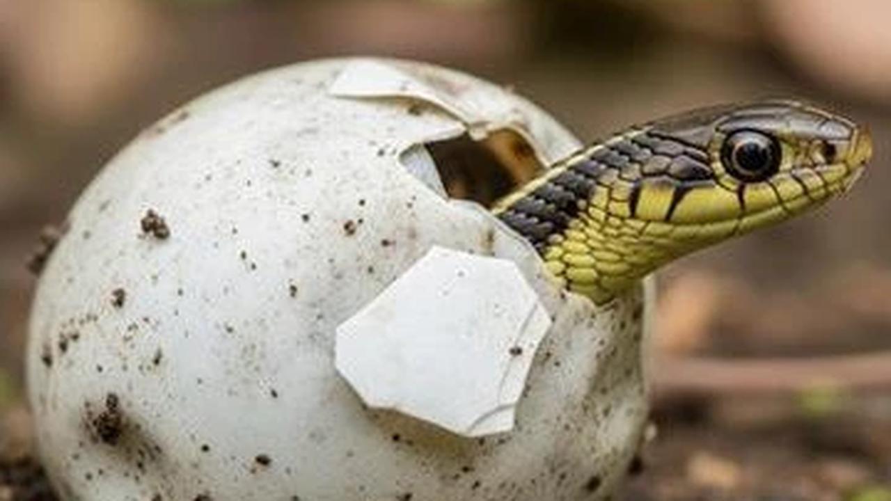 Kenali Ciri Telur Ular Siap Menetas dan Cara Mengatasinya dengan Aman