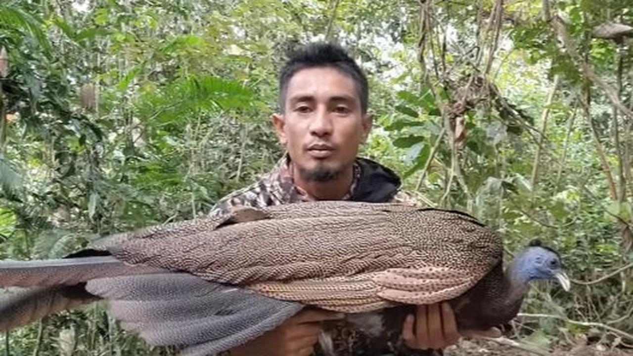 Kemunculan Burung Kuau Raja ini diabadikan dan diunggah oleh akun YouTube Jaguar SniperKicau. Di mana tim pencari tersebut melakukan penyelamatan burung langka. <br>