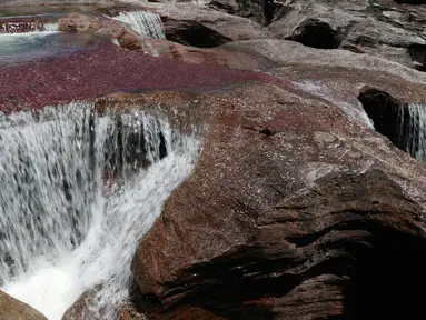  Sungai Cano Cristales atau disebut "sungai lima warna" terlihat di Taman Nasional Sierra de La Macarena, provinsi Meta, Kolombia (27/9). Keindahan Sungai ini karena tanaman ganggang warna-warni yang  menghiasi dasar sungai. (AFP PHOTO/John Vizcaino)