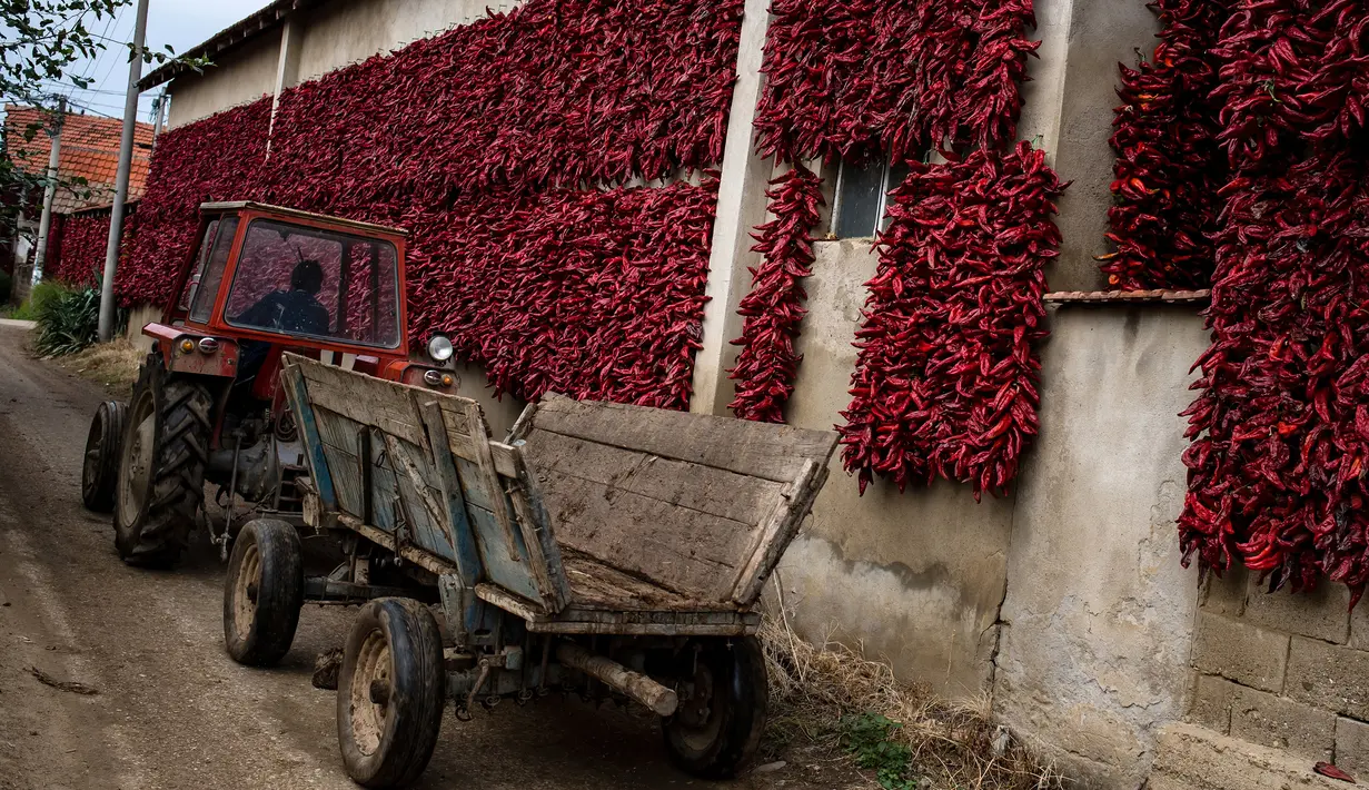 Warga mengemudikan traktor melewati tembok yang dipenuhi jemuran paprika merah di Desa Donja Lakosnica, Serbia, Senin (25/9). Hampir keseluruhan warga di desa yang berjumlah kurang lebih 1300 jiwa ini memproduksi dan menanam paprika. (ANDREJ ISAKOVIC/AFP)
