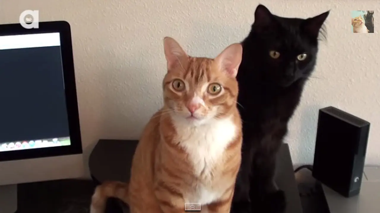 Musik untuk Kucing