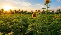 Intip perawatan alami untuk kulit sensitif dengan sunflower oil (Magic of Nature)