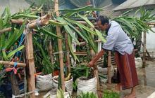 Petani Buah Naga Menes Pandeglang Butuh 'Bapak Angkat' untuk Kembangkan Potensi Ekonomi Lokal