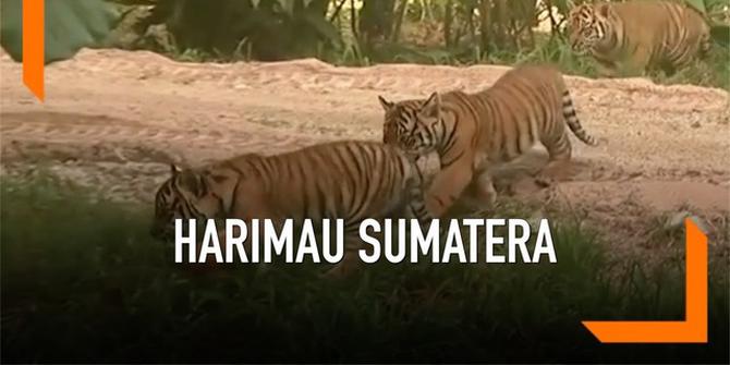 VIDEO: Lucunya Tiga Anak Harimau Sumatera Tampil di Sydney
