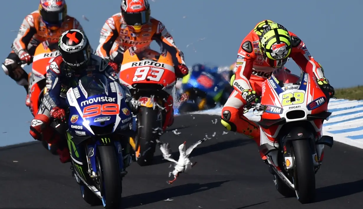 Burung Camar tanpa sengaja tertabrak oleh pebalap Ducati Ianone saat balapan MotoGP Australia di Phillip Island, MInggu (18/10/ 2015). (AFP Photo/Paul Crock)