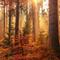 Autumn quotes to celebrate the beauty of the season. (Photo: Johannes Plenio/Unsplash)