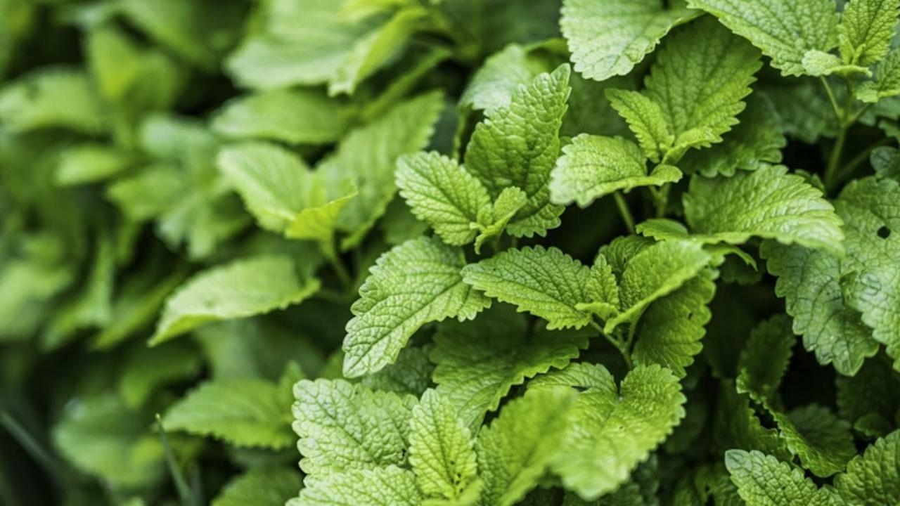 Daun Mint