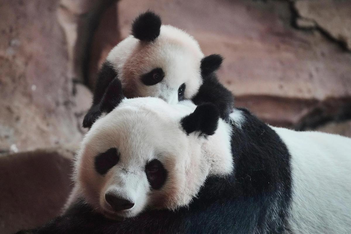 FOTO: Tingkah Lucu Rio Panda Raksasa Kelahiran Indonesia Curi Perhatian Pengunjung