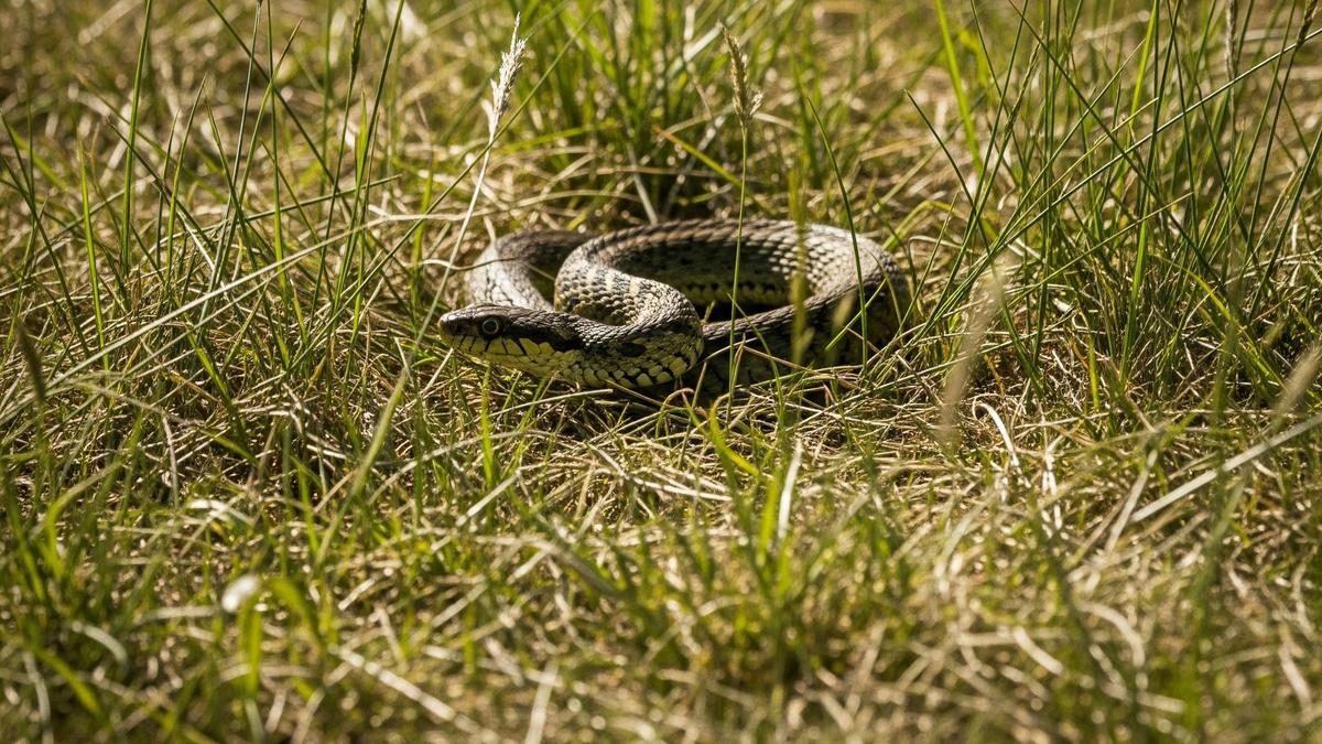 Apakah Rumput Terlalu Pendek Bisa Membuat Ular Mendekat? Simak Penjelasannya