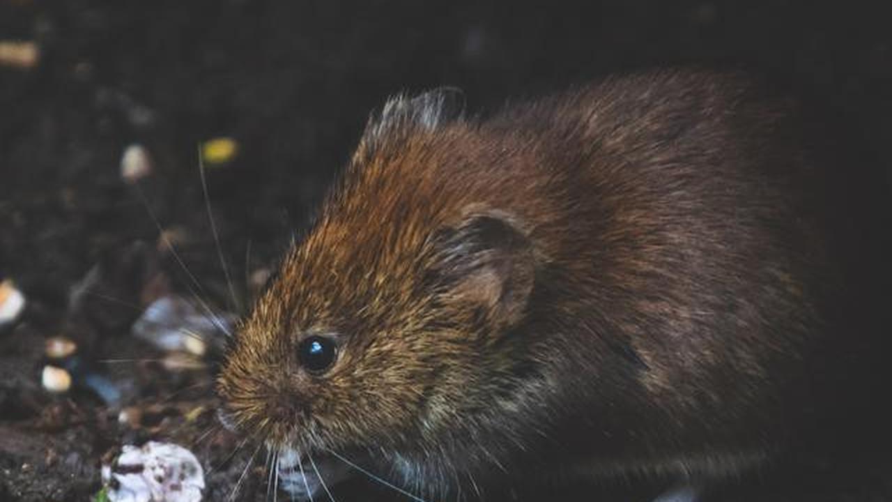 7 Tanda Tikus Aktif di Rumah yang Jarang Disadari, Jangan Disepelekan Kehadirannya