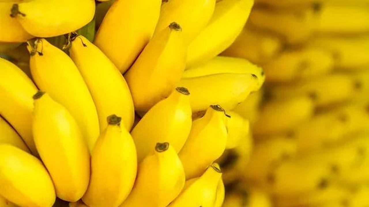 <b>Pisang </b>