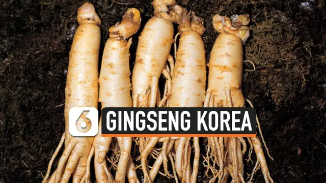 THUMBNAIL gingseng