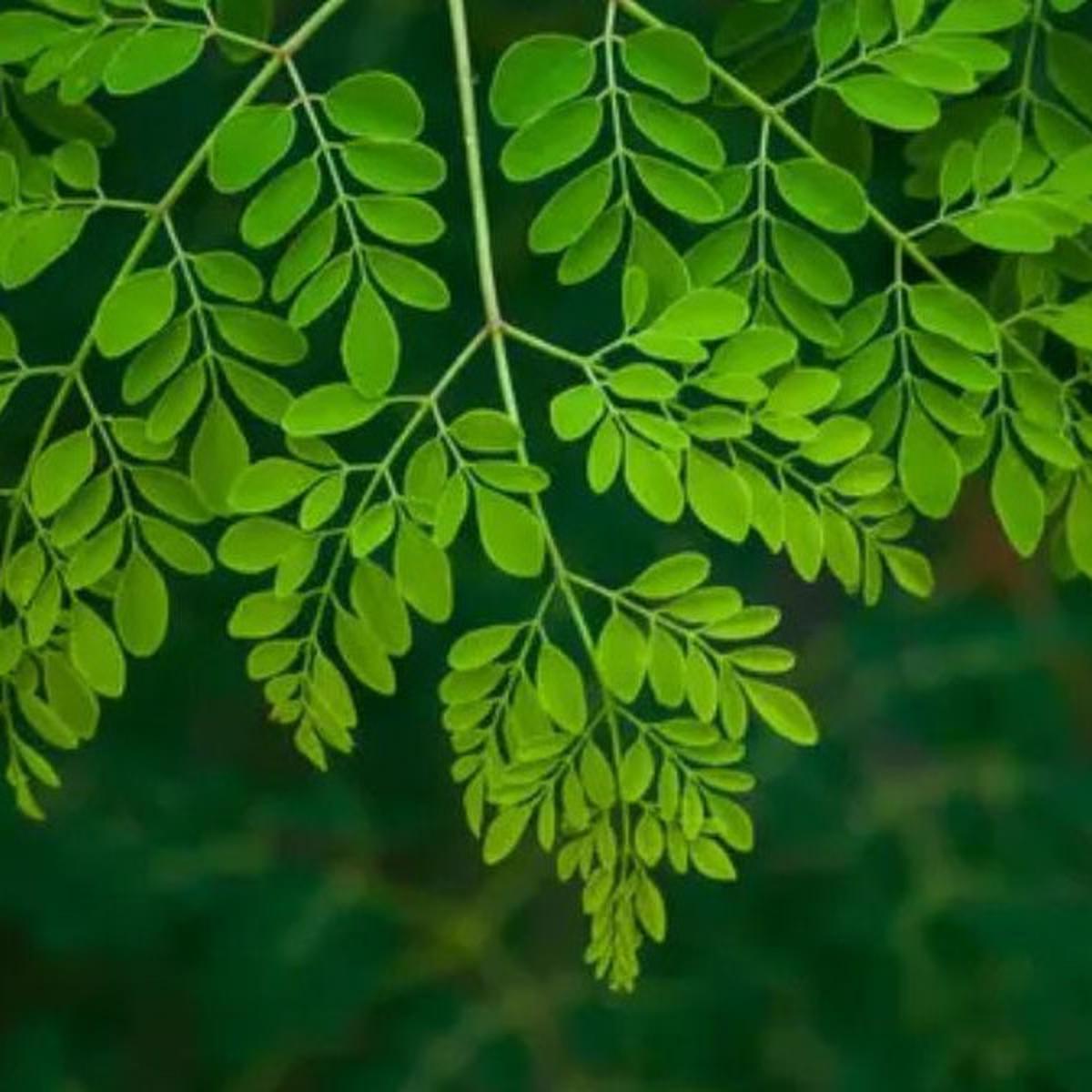 Cara Tepat Merebus Daun Kelor untuk Asam Lambung, Solusi Alami yang Efektif
