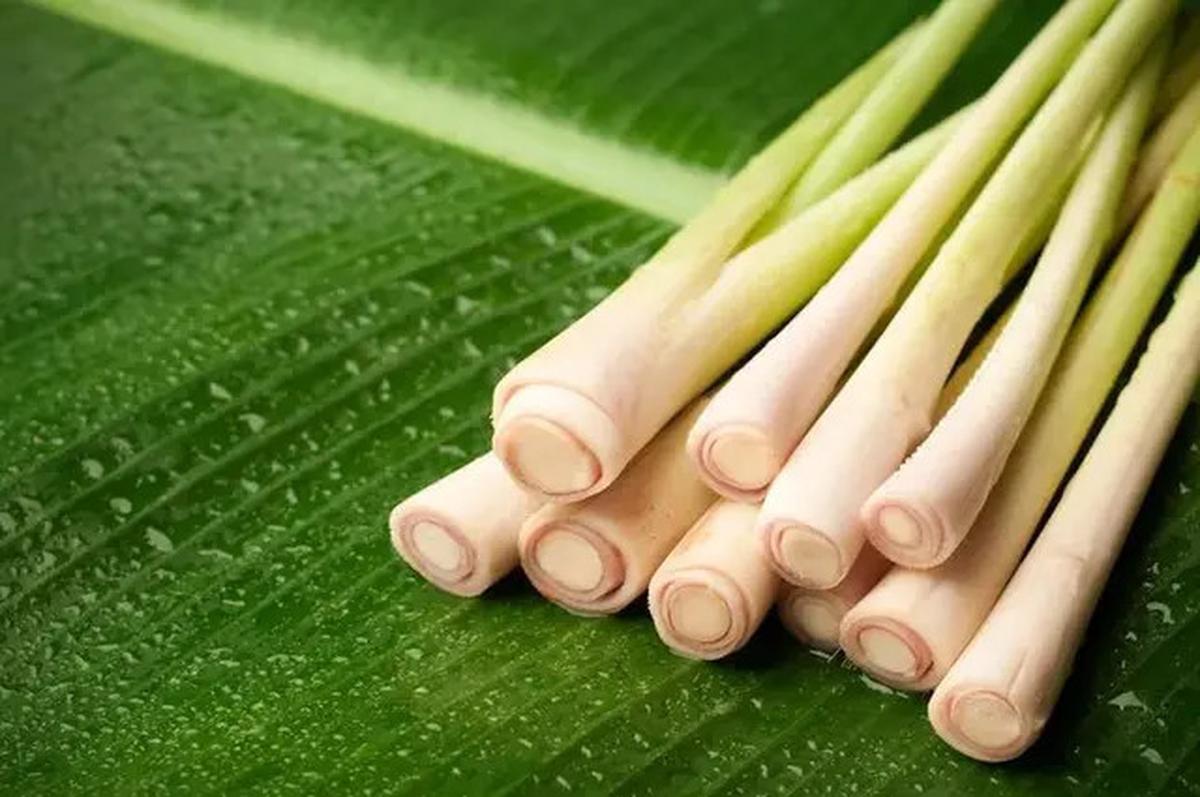 Resep dan Khasiat Serai dan Kemangi, Minuman Herbal Penurun Kolesterol