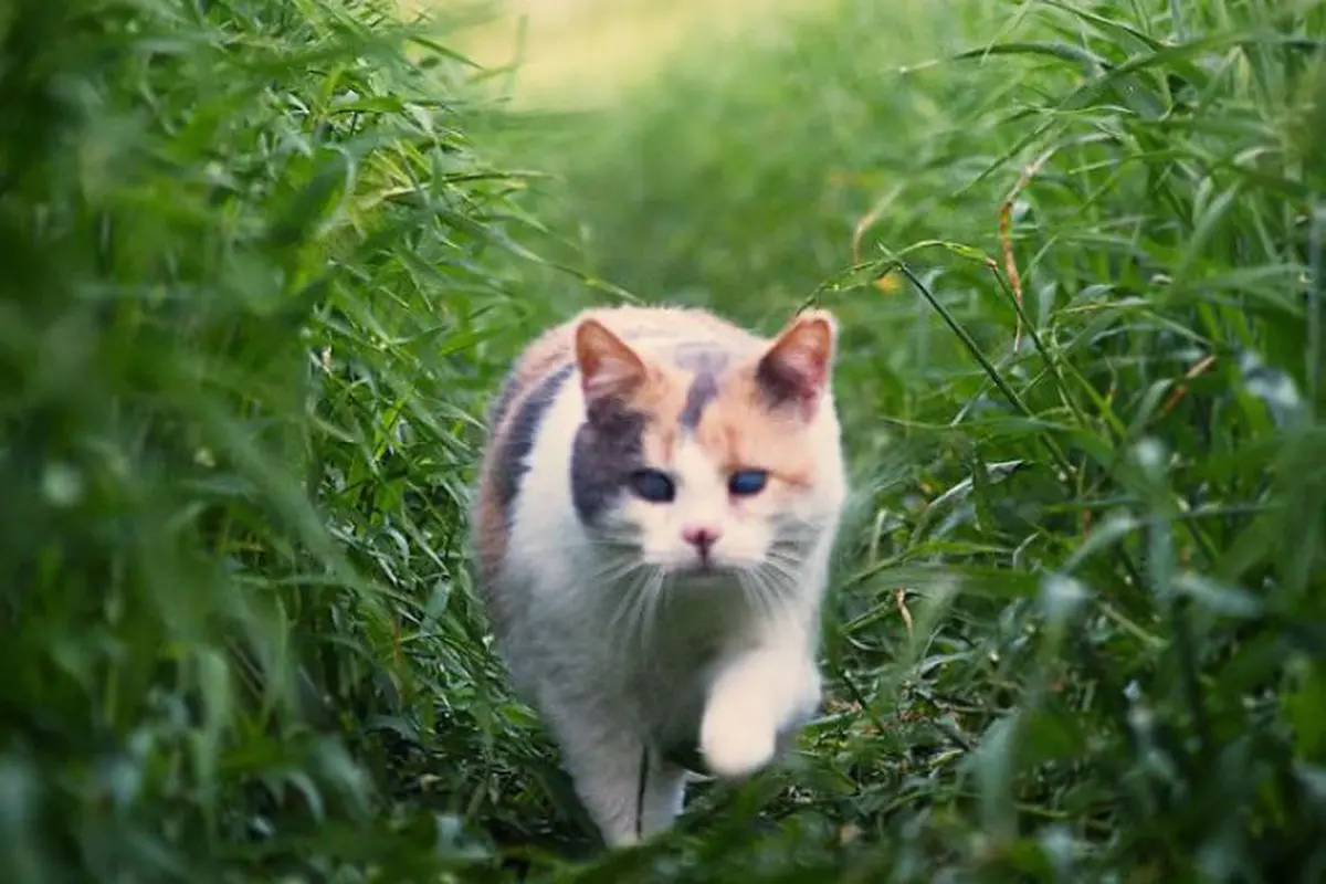Kisah Stevie, Kucing Buta yang Punya Hobi Mendaki
