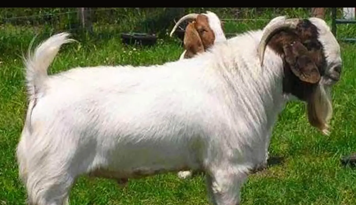 Ciri lain dari kambing yang berkualitas untuk dikurbankan adalah memiliki bulu yang bersih, bahkan mengkilap. Jangan memilih kambing yang terlihat kusam, apalagi bulu yang rontok (Istimewa)