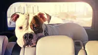 Anjing dalam mobil (Foto: Autoblog). 