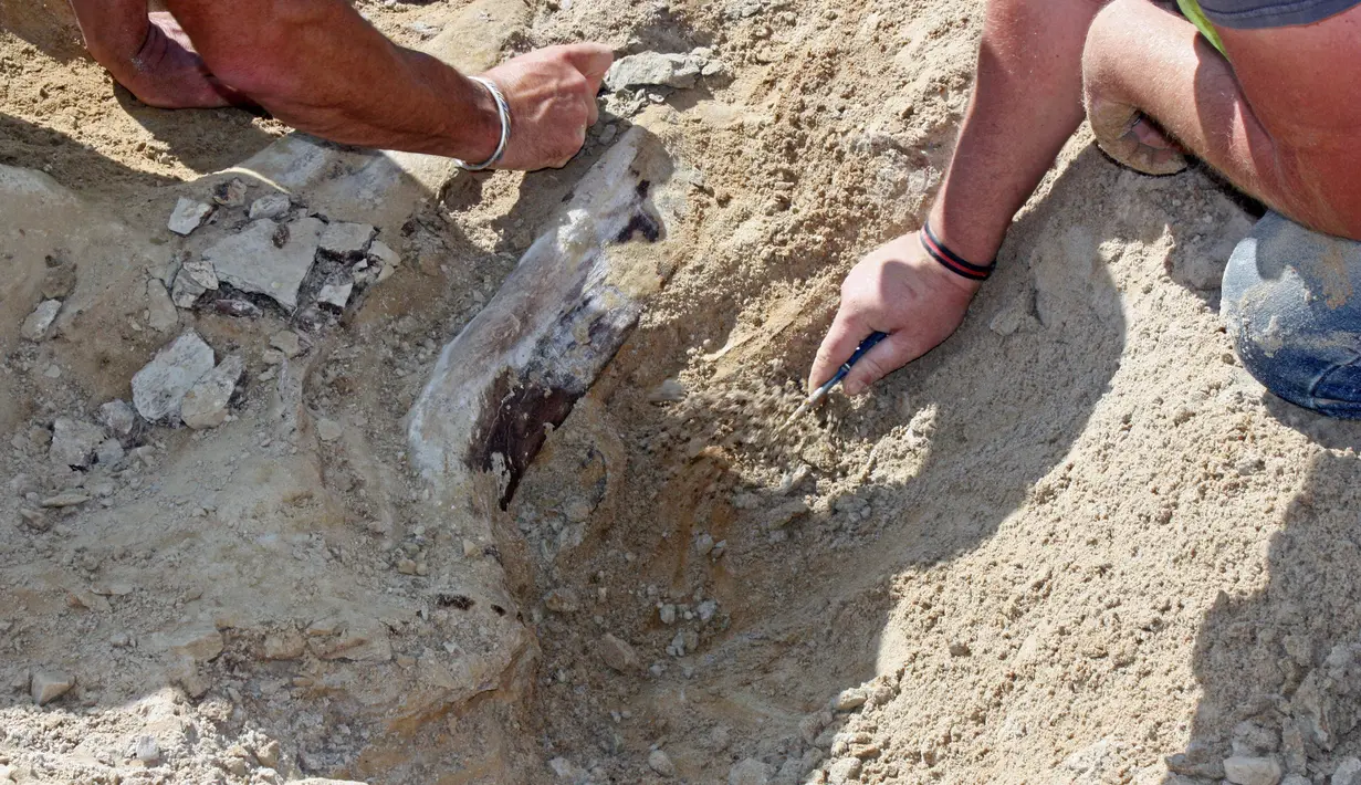 Peneliti menunjukkan fosil dinosaurus triceratops yang ditemukan oleh pekerja konstruksi di Kota Thornton, Colorado, (28/08). Satu dari tiga tengkorak triceratops berusia 66 juta tahun ditemukan di Colorado Front Range. (Lisa Watson / via AP)