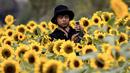 Seorang pria mengambil gambar di ladang bunga matahari di Wachirabenchathat Park, Bangkok pada 20 Januari 2022. Bunga matahari yang bermekaran pada November hingga Januari menjadi daya tarik wisatawan. (Jack TAYLOR / AFP)