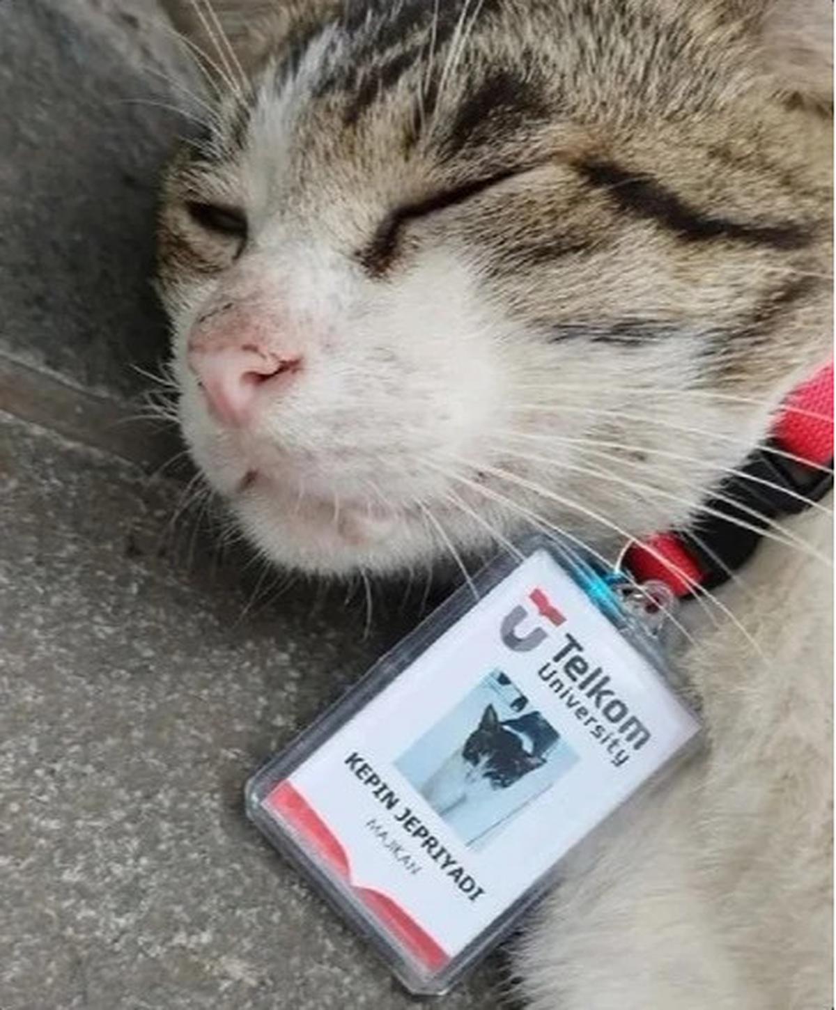 Selebcing Kesayangan Netizen