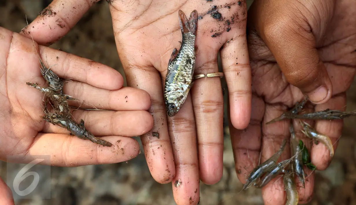 Ikan dan udang hasil tangkapan sejumlah anak bersama ibu mereka di bantaran Kanal Banjir Timur, Cipinang Muara, Jakarta, Selasa (16/5). Kegiatan itu dilakukan para ibu dan anak-anaknya untuk mengisi masa libur sekolah. (Liputan6.com/Immanuel Antonius)