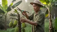 Cara Menanam Nangka agar Pohonnya Tetap Pendek dan Mudah Dipanen