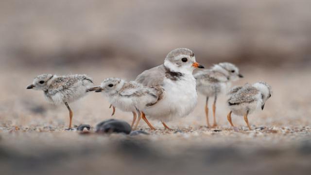 Ilustrasi burung plovers. (Unsplash/Harry Collins)
