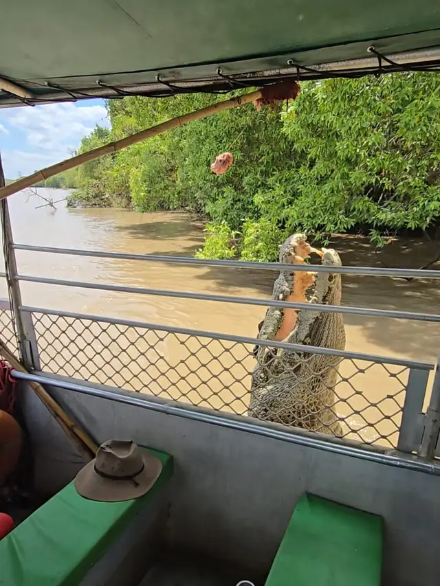 Sensasi Memberi Makan Buaya Liar dari Atas Kapal di Sungai Adelaide