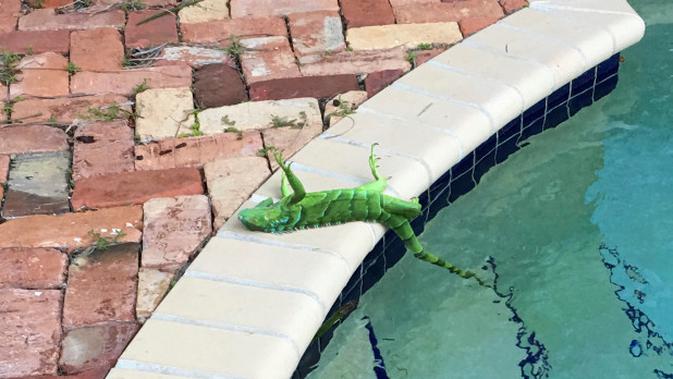Sebuah iguana yang membeku terletak di dekat kolam setelah jatuh dari pohon di Boca Raton, Florida, Kamis, 4 Januari 2018. (source: AP Photo)