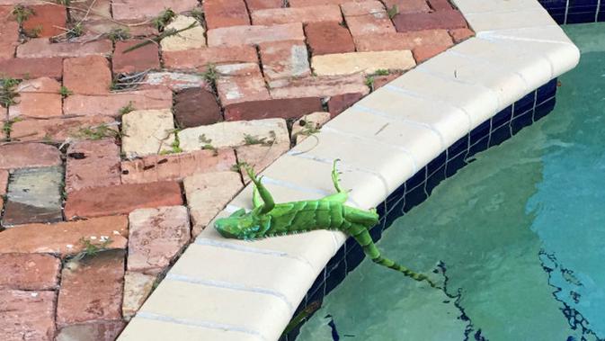 Sebuah iguana yang membeku terletak di dekat kolam setelah jatuh dari pohon di Boca Raton, Florida, Kamis, 4 Januari 2018. (source: AP Photo)