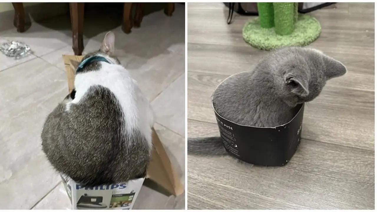 10 Potret Kucing Memaksa Masuk Kardus Ini Bikin Gemas, Enggak Sadar Ukuran